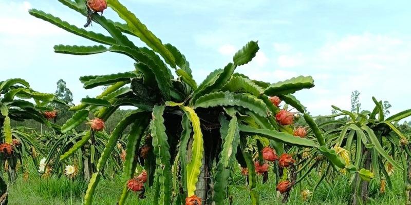 Fruta será fornecida por agricultores familiares (Emater/Divulgação)