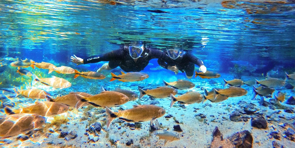 Bonito tem cenários de tirar o fôlego, com águas cristalinas e variedade incrível de vida selvagem: é um dos locais mais reverenciados destinos de ecoturismo do Brasil (Divulgação / Nascente Azul)