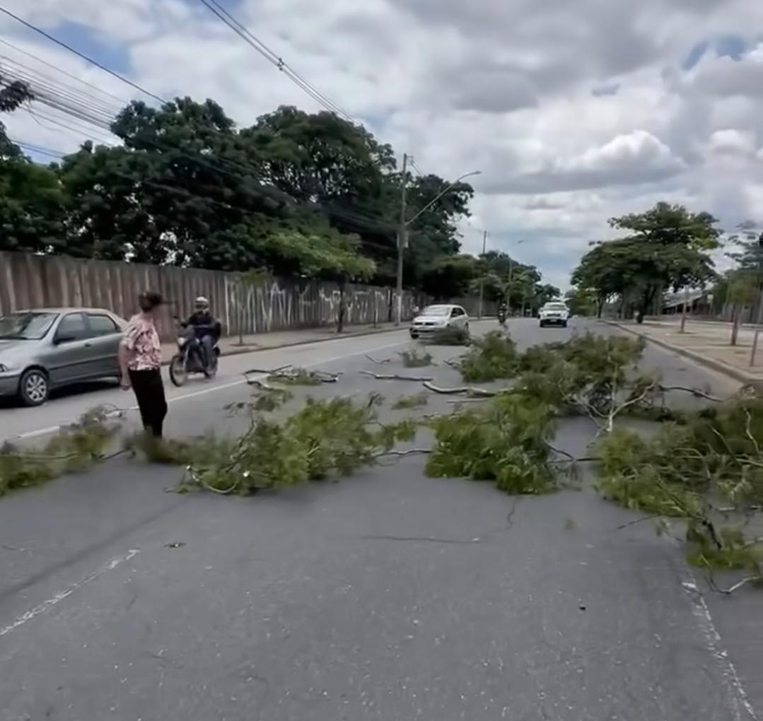 Árvores podadas no entorno do Mineirão para realização da Stock Car (Reprodução / redes sociais)