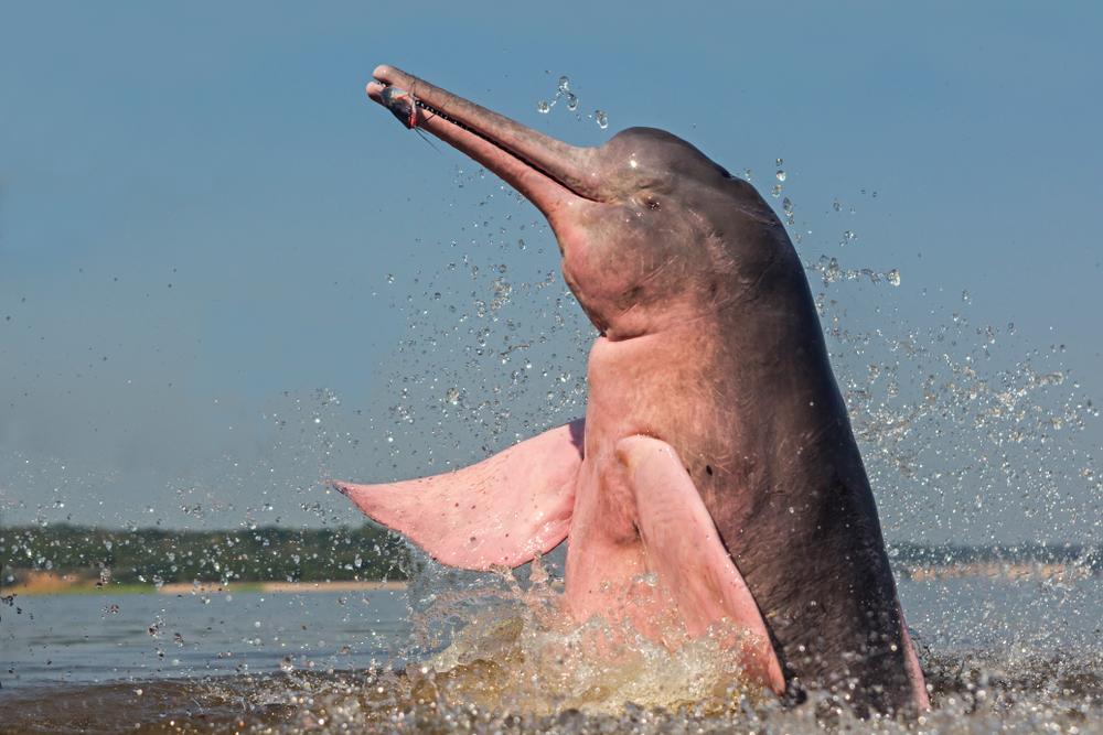 Boto no Rio Negro (Divulgação)