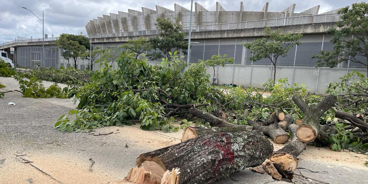 Em fevereiro deste ano, o Comam aprovou a supressão de 63 árvores no entorno do Mineirão para realização da Stock Car (Valéria Marques)