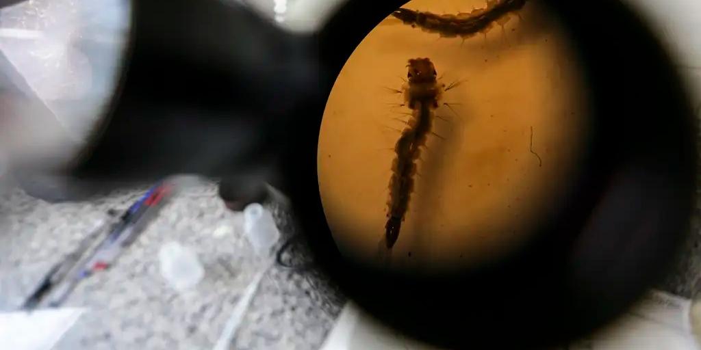 Larva do mosquito transmissor da dengue é analisada em detalhes no laboratório da vigilância ambiental (Marcelo Camargo/Agência Brasil)