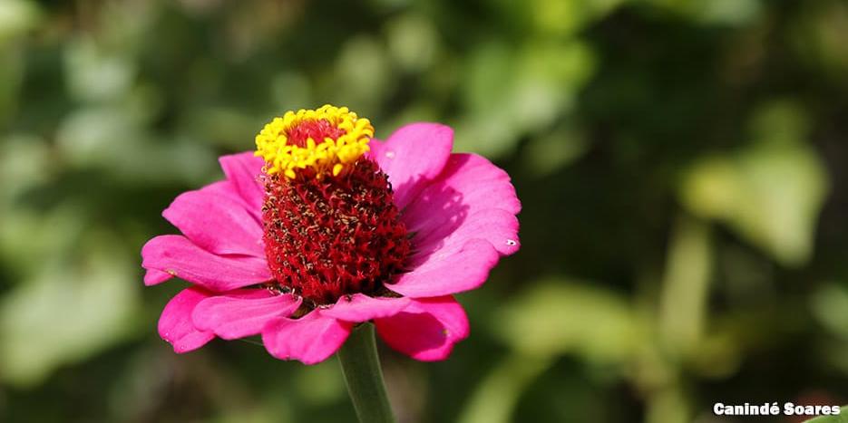 Turista terá oportunidade de conhecer, comprar e fotografar flores comestíveis (PANCs) e não comestíveis de todas as espécies (Canindé Soares / Areia Convention Bureau)