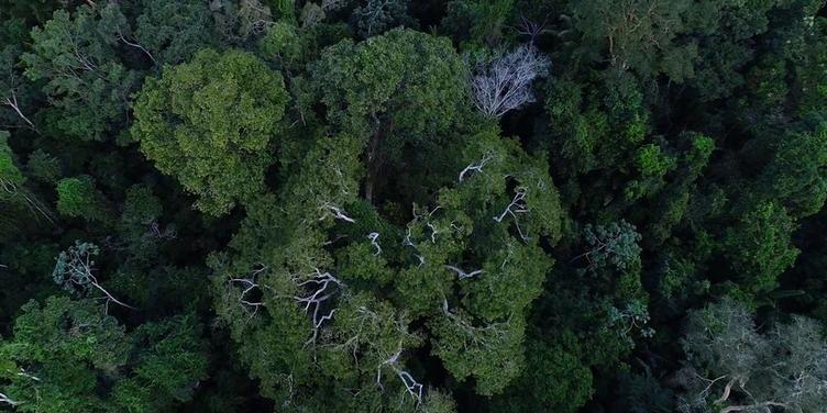 Trópicos perderam 3,7 milhões de hectares de floresta primária (TV Brasil/Divulgação)