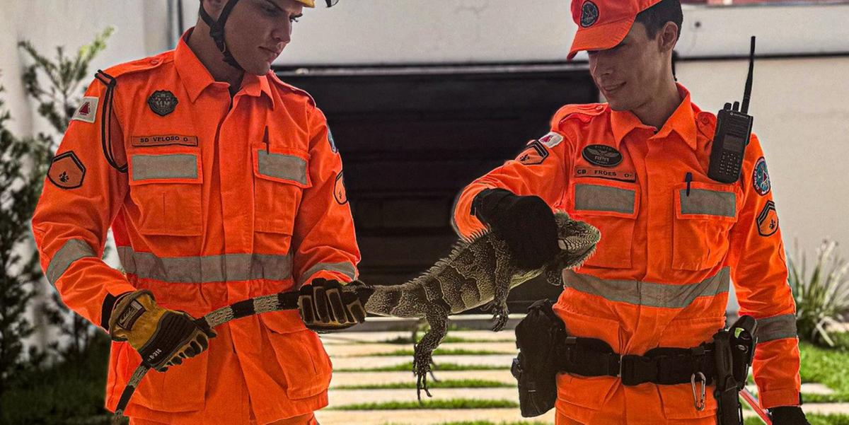 Iguana resgatada em Januária (Divulgação / CBMMG)