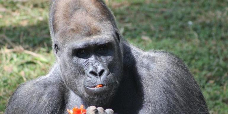 Zoológico de BH é o único da América do Sul que tem sob os cuidados essa subespécie criticamente ameaçada de extinção. (Suziane Brugnara/PBH)