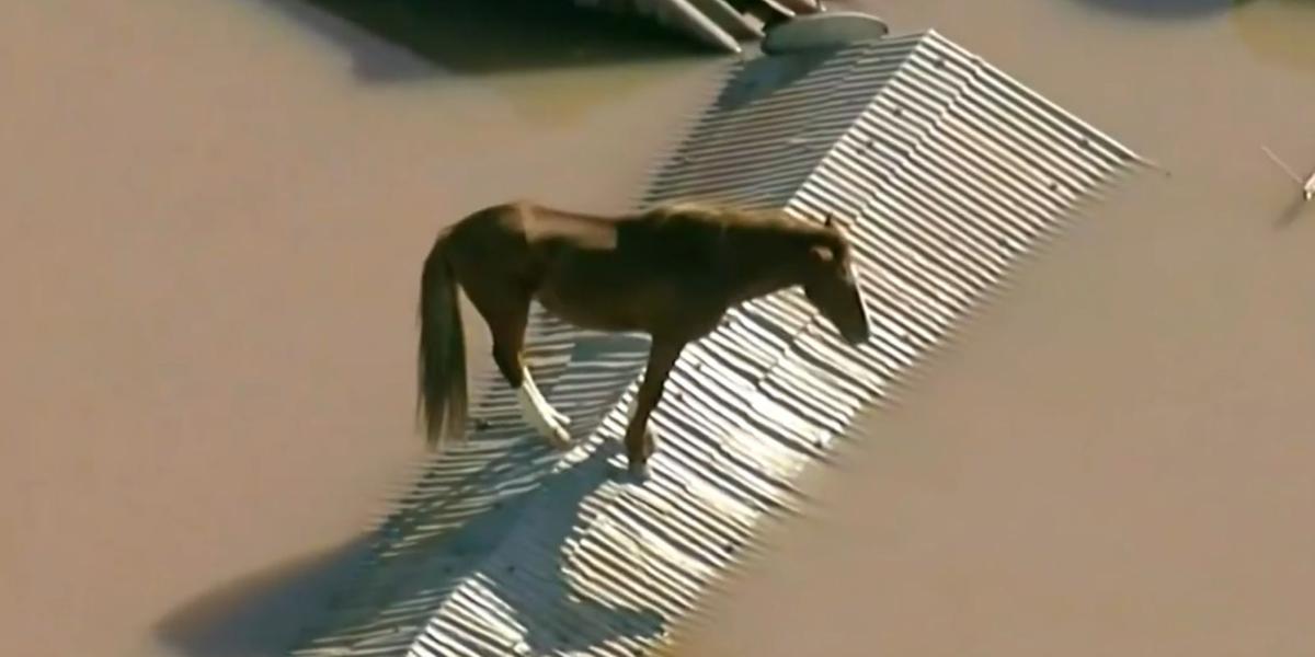 Caramelo ficou ilhado em cima de um telhado no bairro Mathias Velho, em Canoas (Reprodução TV Globo)