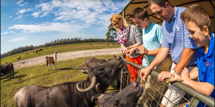 Safari Wilderness já foi eleito como um dos "10 Melhores Safáris dos Estados Unidos". (Divulgação / Visit Central Florida)