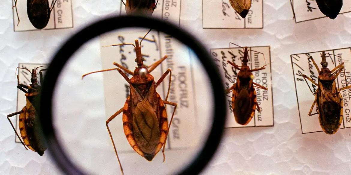 Autoridades de saúde estimam que a doença de Chagas atinge de 1 a 3 milhões de brasileiros atualmente. (Reprodução Ministério da Saúde)