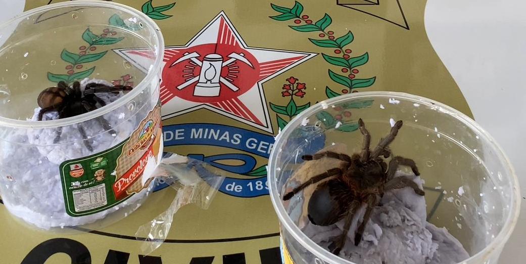 As aranhas são da subespécie Hermínia (vitalius socabae) e acanthoscurria (PCMG/Divulgação)