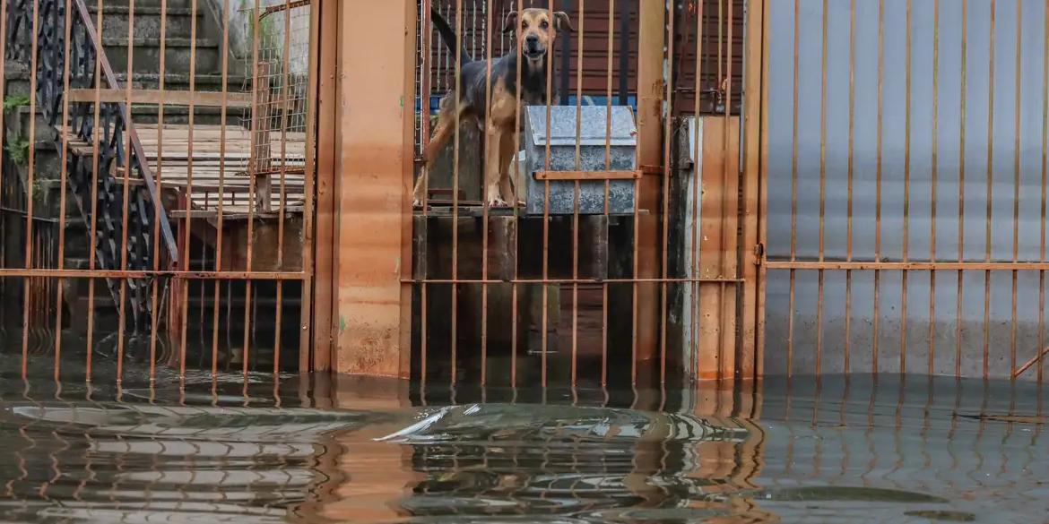 Os 25 animais vieram de Canoas, na região metropolitana de Porto Alegre, cidade bastante afetada pelas chuvas (Rafa Neddermeyer/ Agência Brasil)