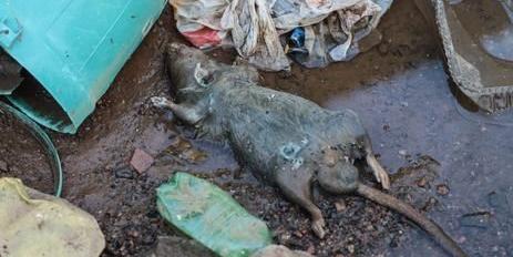 Rato morto flagrado em meio à lama e à sujeira em Porto Alegre (Rafa Neddermeyer/Agência Brasil)