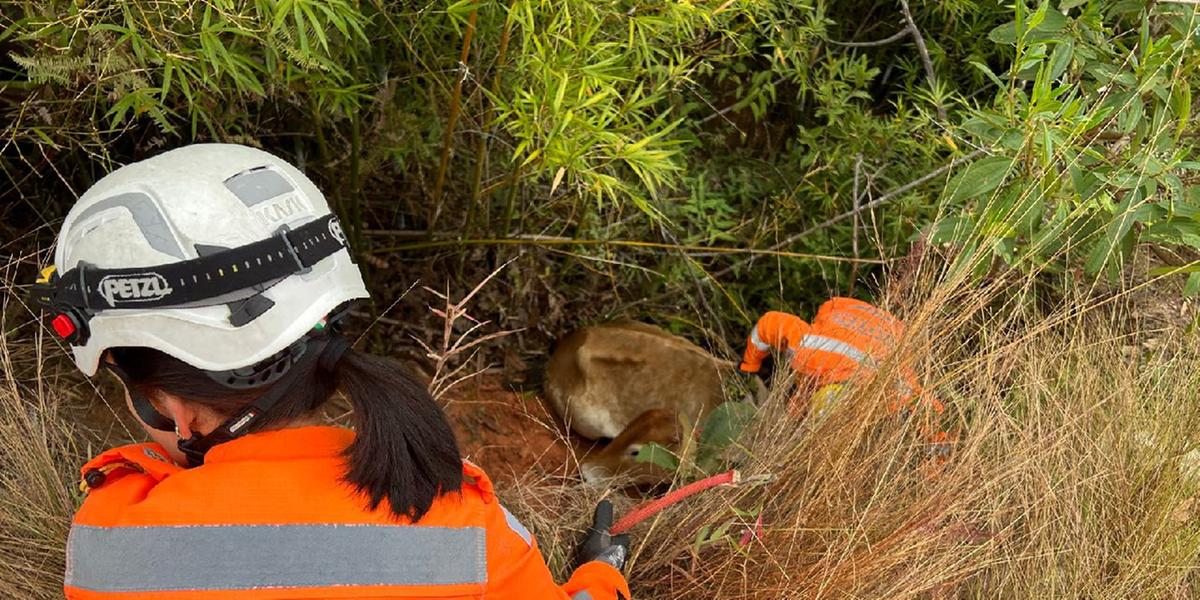 O animal estava em bom estado, entretanto, em um local de difícil acesso. (Corpo de Bombeiros)