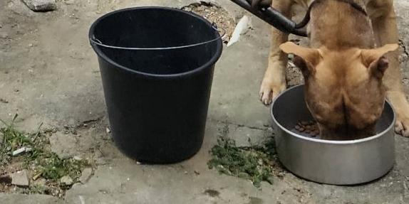 Guarnição da Polícia Militar foi acionada para registrar o boletim de maus tratos por parte do tutor dos animais. (Divulgação / CBMMG)