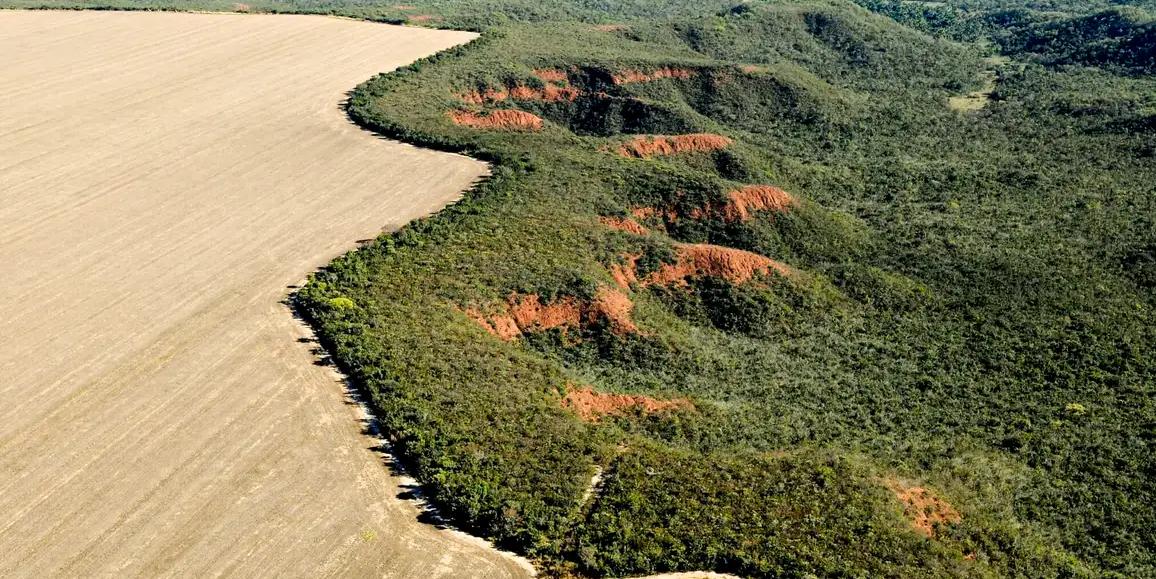 Quase toda supressão de vegetação (97%) foi para expansão agropecuária (Adriano Gambarini/WWF Brasil/Divulgação)