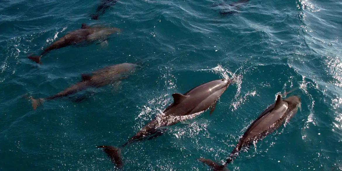 Pesquisadores buscam rotas focadas na fauna (Agência Brasil)