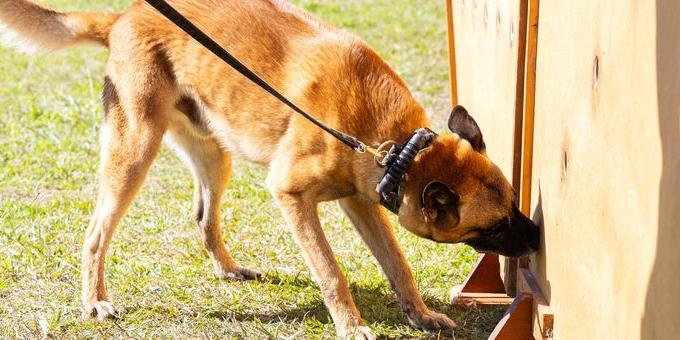 Animais também realizam função de guarda e manutenção da ordem em unidades prisionais do Estado (Tiago Ciccarini / Sejusp)