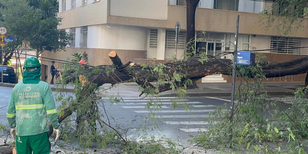 Árvore de grande porte caiu na rua Alagoas,no bairro Funcionários (Fernando Michel/Hoje em Dia)