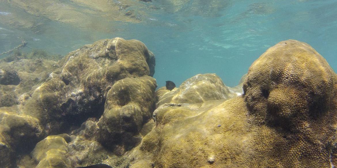 Relatório da Unesco mapeia situação dos oceanos (Fernando Frazão/Agência Brasil)