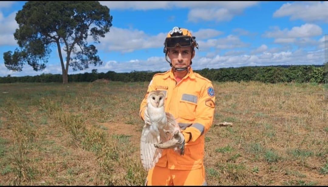 Coruja encontrada em avenida de Capelinha foi solta na natureza (Divulgação / CBMMG)