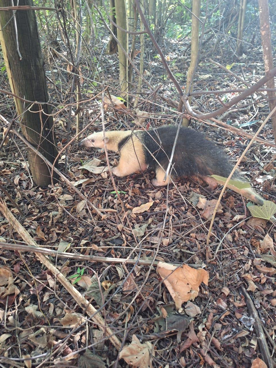 Tamanduá foi solto no habitat natural depois de resgatado em Arcos (Divulgação / CBMMG)