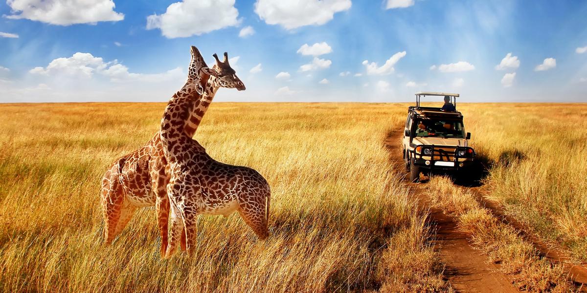 África é um continente vasto com uma variedade incrível de parques nacionais e reservas de vida selvagem 