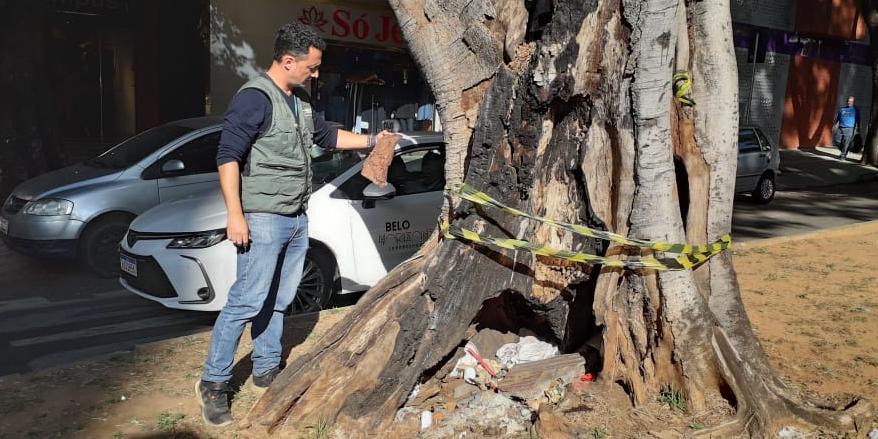 Ficus doente na avenida Bernardo Monteiro (Maurício Vieira / Hoje em Dia)