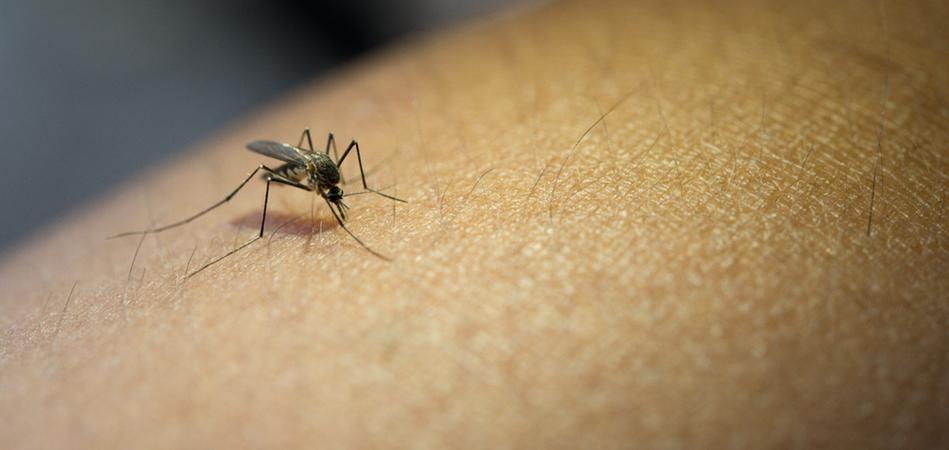 Dengue fever can leave consequences;  See which ones