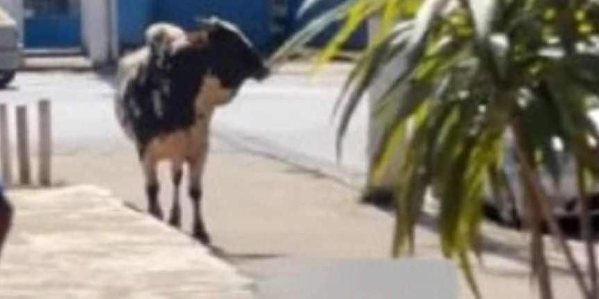 Animal causou correria em uma praça na cidade de Jaboticatubas (Redes sociais / Hoje em Dia)