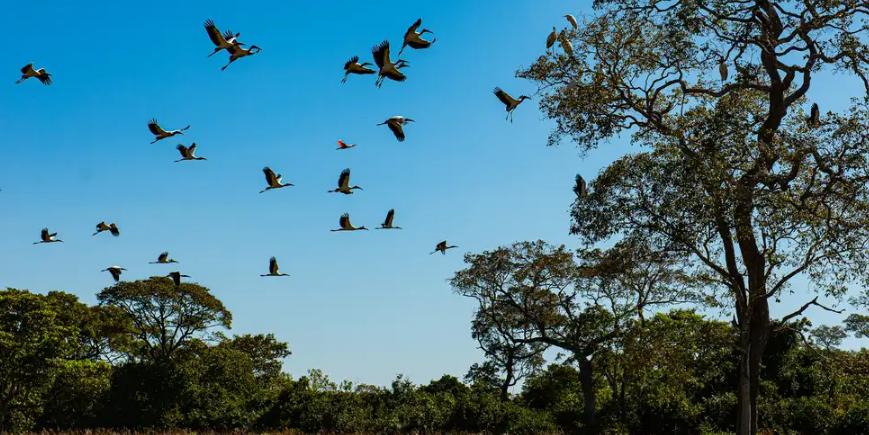 Bioma está presente nos estados de Mato Grosso e Mato Grosso do Sul (Mayke Toscano / Secom-MT)