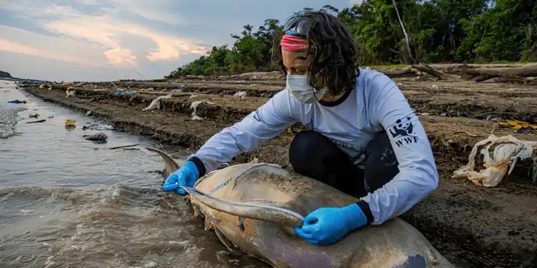 Pesquisadora faz medição e coleta de tecidos de botos mortos em lago no município de Tefé, no Amazonas (Miguel Monteiro/Instituto Mamirauá)