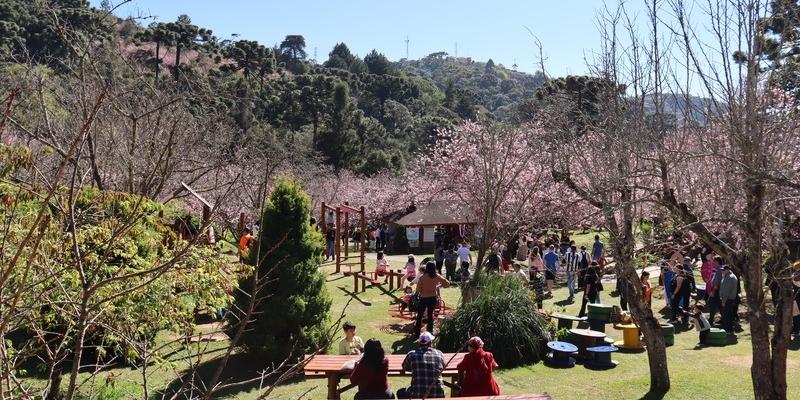 O Parque da Cerejeira de Campos do Jordão abre todos os dias para visitação, das 9h às 16h (Divulgação / Parque da Cerejeira)