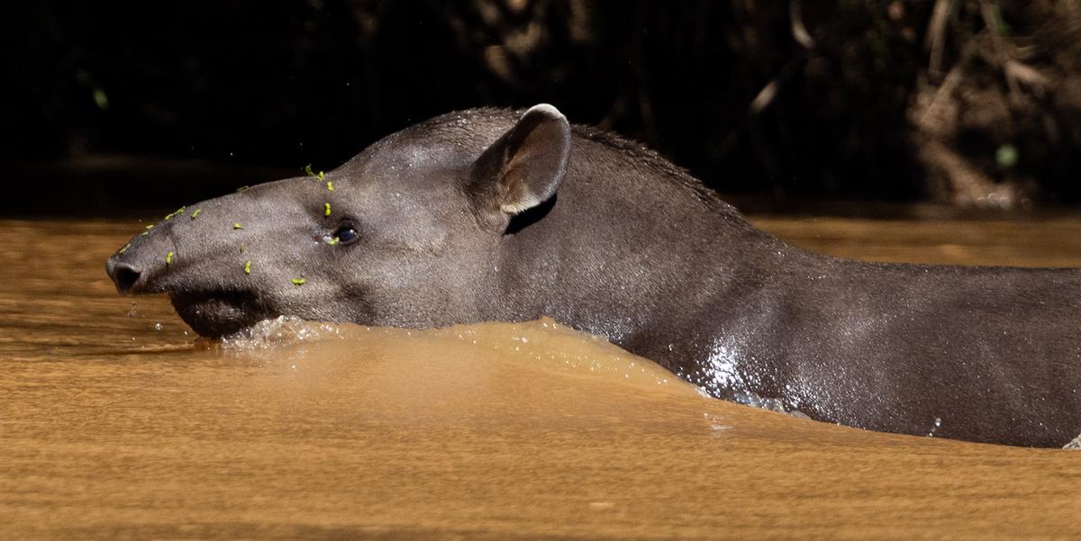 Anta (Tapirus terrestris), uma das espécies-alvo do Plano de Ação para a Conservação da Biodiversidade Terrestre, registrada no Parque Estadual do Rio Doce, em fevereiro de 2024 (Renato Viot)