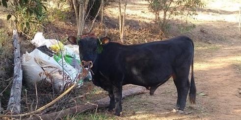 Boi ataca e mata homem em Brumadinho (Reprodução)