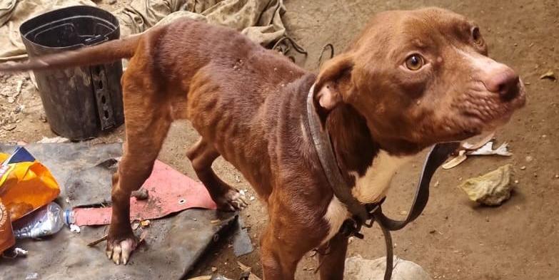 Equipe da Polícia Militar de Meio Ambiente chegou ao local após denúncia e encontraram o cão acorrentado, com ferimentos no pescoço (Divulgação / 1 CIA PM MAmb)