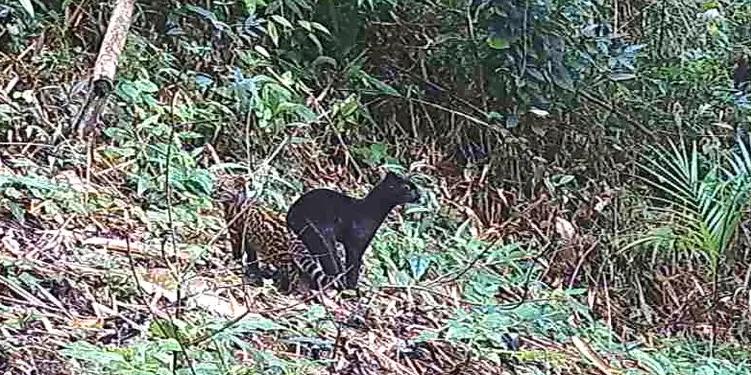 Gato-do-mato-pequeno corre risco de extinção (Frame/Programa Grandes Mamíferos da Serra do Mar/Fundação Grupo Boticário)