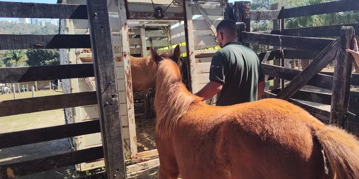 Equinos entram em caminhão para a viagem de saída da UFMG (Bruno Ihara/ UFMG)