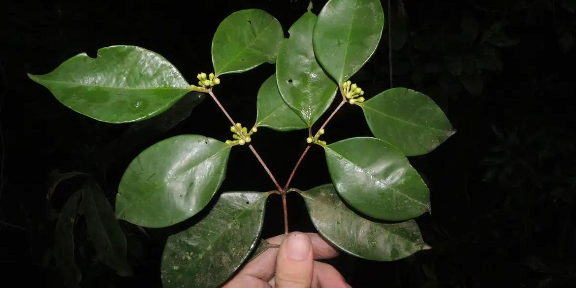 Siphoneugena Carolynae, rara árvore descoberta (Thiago Fernandes/Jardim Botânico)