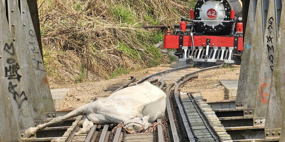 Bombeiros conseguiram retirar o animal em segurança (Divulgação / CBMMG)