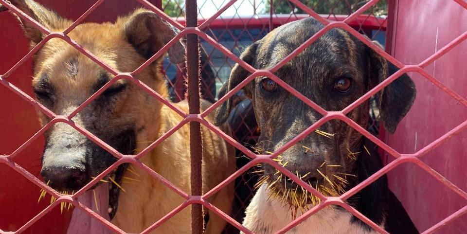 Cachorros foram atacados por um ouriço-cacheiro em Arcos (Divulgação/ CBMMG)