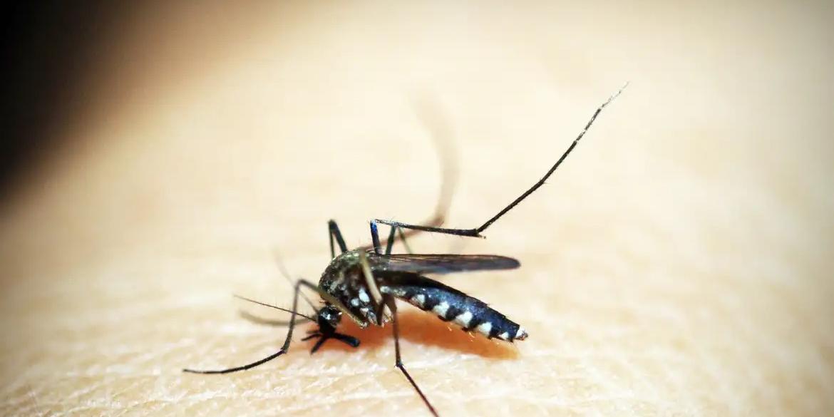 Mosquito da Dengue, Aedes Aegypti (41330/Pixabay)