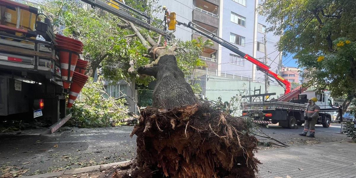 Árvore de grande porte caiu na rua Ivaí e deixou parte do bairro Serra, na região Centro-Sul de BH, sem luz, na manhã desta terça-feira (10) (Valéria Marques / Hoje em Dia)