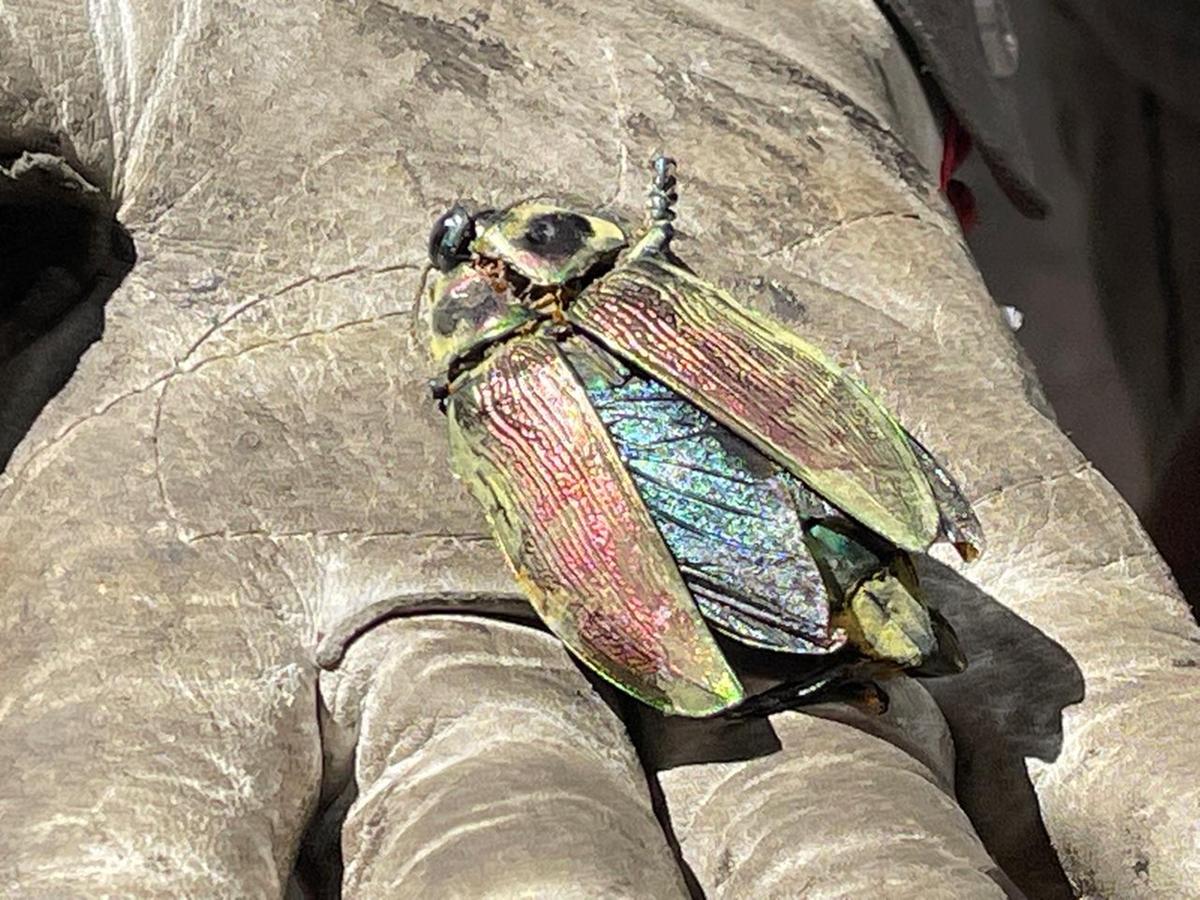 Besouro encontrado em árvore que caiu no bairro Serra (Valéria Marques / Hoje em Dia)