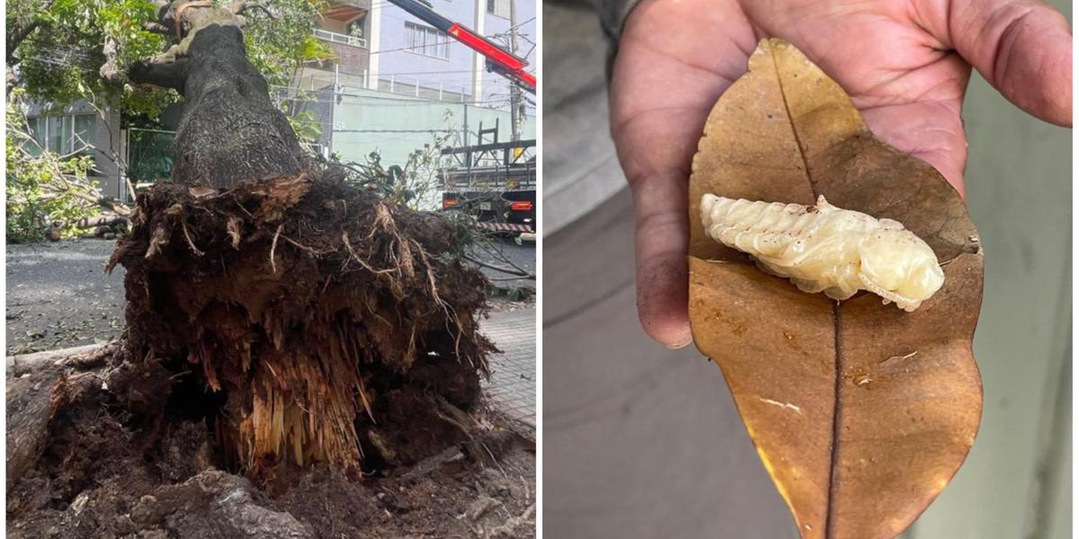 Larva encontrada na árvore que caiu em uma rua do bairro Serra (Valéria Marques / Hoje em Dia)