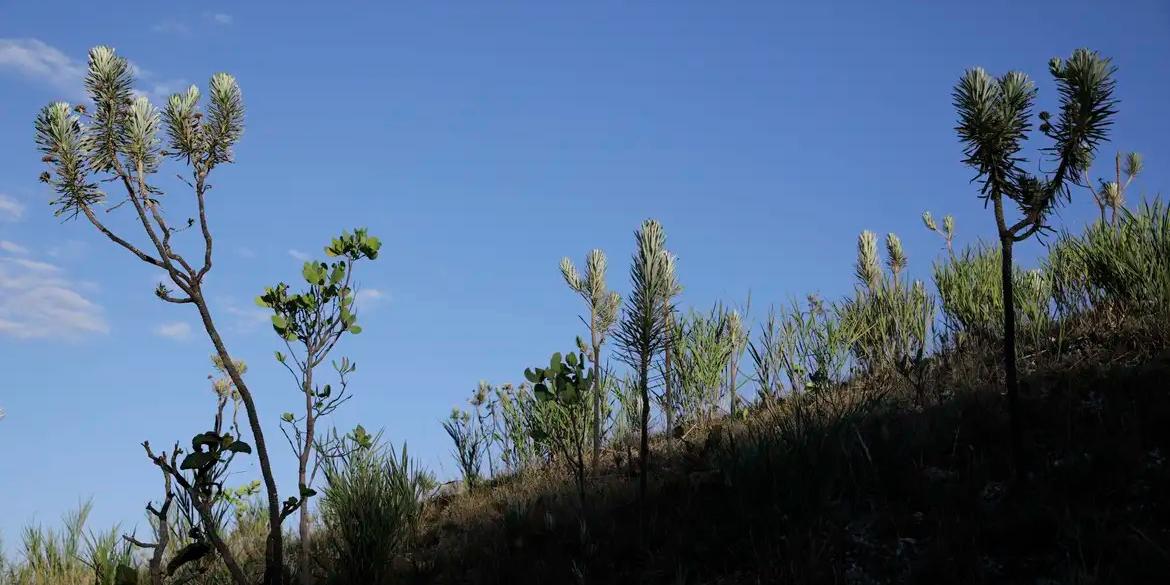 Vista do cerrado na Comunidade quilombola Kalunga do Engenho II. O cerrado é um dos cinco grandes biomas do Brasil, cobrindo cerca de 25% do território nacional e perfazendo uma área entre 1,8 e 2 milhões de km2 (Joédson Alves/Agência Brasil)