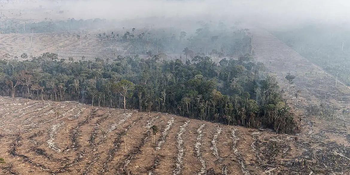 Os incêndios que consomem o bioma amazônico são uma das etapas da exploração econômica da floresta (Marizilda Cruppe / Greenpeace)