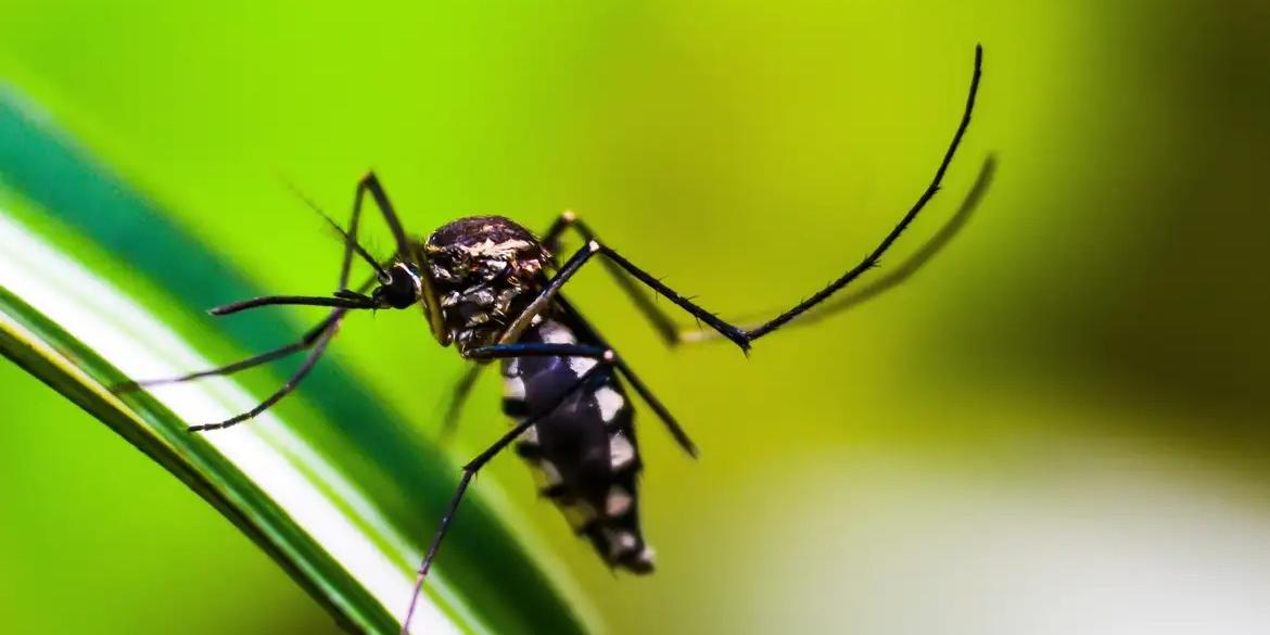 Municípios banhados pelo Rio Paraopeba e impactados pelo rompimento da barragem de Brumadinho, em Minas devem começar a receber, em cerca de quatro meses, mosquitos geneticamente modificados para o controle de arboviroses como dengue, zika e chikungunya (shammiknr/Pixabay)