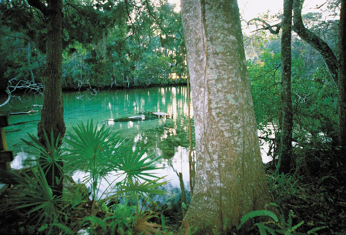 Ellie Schiller Homosassa Springs Wildlife State Park, Homosassa (Divulgação)