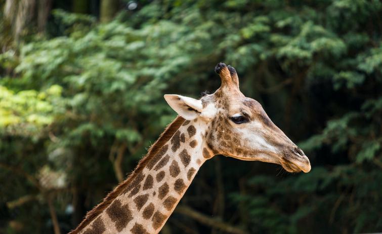 Girafa no zoológico de São Paulo (iStock Alberto Chagas)