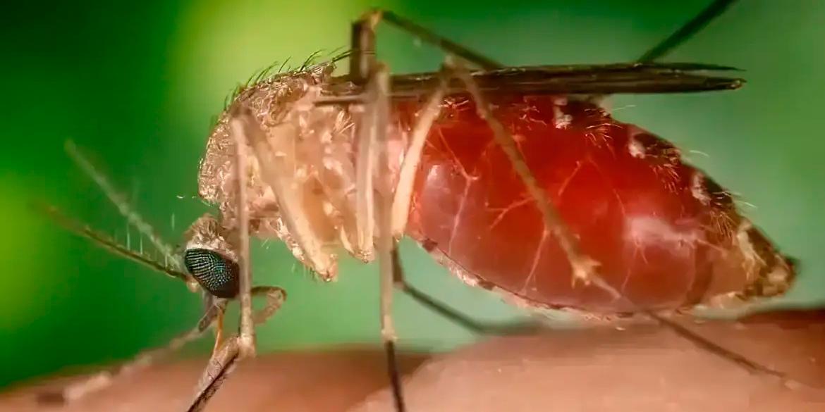 Febre do Oropouche é uma doença causada por um arbovírus do gênero Orthobunyavirus (Conselho Federal de Farmácia/Divulgação)